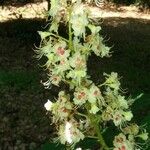 Aesculus hippocastanumFlower