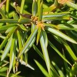 Juniperus communis Blad