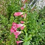 Pentstemon x hybridus Fula