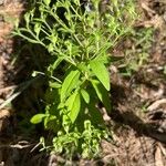 Trichostema dichotomum Hoja