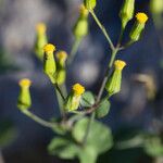Senecio mohavensis Flor
