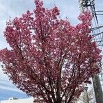 Prunus campanulata Облик