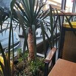 Dracaena draco Hostoa