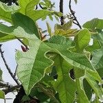 Brachychiton bidwillii Lapas