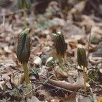 Podophyllum peltatum Lapas