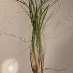 Eragrostis plana Blatt