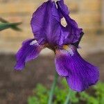 Iris × germanica 花