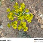 Euphorbia macroclada Other
