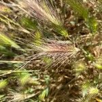 Hordeum marinum Fruit