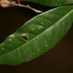 Amanoa guianensis Folla