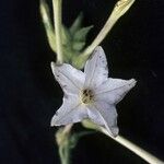 Nicotiana quadrivalvis Flor