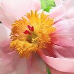Paeonia mascula മറ്റ്