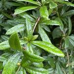 Berberis julianae Leaf