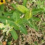 Asclepias viridis Tervik taim