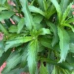 Leucanthemum maximumList