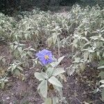 Solanum mortonii Flower