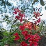 Caesalpinia pulcherrima Flors