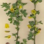 Cytisus triflorus Other