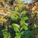 Ligustrum vulgareপাতা