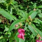 Impatiens glandulifera Φύλλο