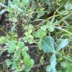 Trifolium incarnatum ഇല
