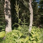 Veratrum lobelianum आदत