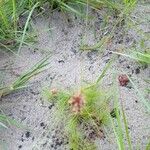 Bulbostylis laniceps Floro