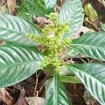 Ophiorrhiza mungos Leaf