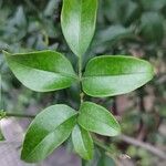 Jasminum azoricum Leaf