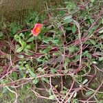 Portulaca umbraticola Habitat