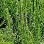 Liatris pycnostachya Hoja