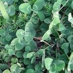 Trifolium repens Leaf