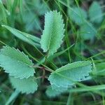 Sanguisorba officinalis葉