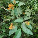 Palicourea guianensis 葉