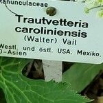 Trautvetteria caroliniensis Хабит
