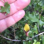 Aristolochia sempervirens Çiçek