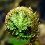 Polystichum braunii Foglia