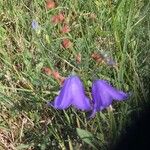 Campanula bertolae 花