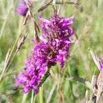 Betonica officinalisBlomst