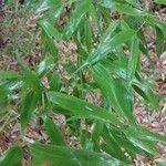 Phyllostachys flexuosa Hoja
