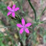 Dianthus armeriaKvět