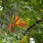 Adansonia za Flower