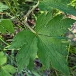 Anemone virginiana Leaf