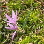 Colchicum doerfleri 形态