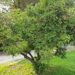 Torreya californica Hábitos