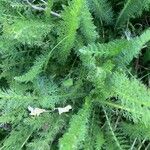 Achillea crithmifolia 叶