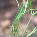 Lathyrus angulatus Leaf