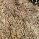 Eriogonum nudum Habitat