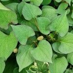 Houttuynia cordata ഇല