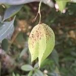 Staphylea trifolia Fruit